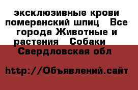 эксклюзивные крови-померанский шпиц - Все города Животные и растения » Собаки   . Свердловская обл.